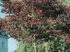 Zelkova carpinifolia 